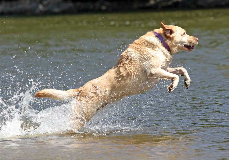 This yellow lab was having fun playing fetch with his owner on the Wolf River.